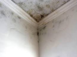 Best Forensic Mold Investigation in Bastrop, TX