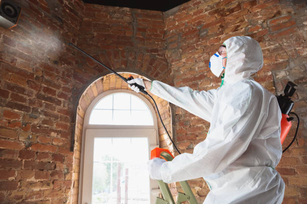 Best Basement Mold Removal in Bastrop, TX