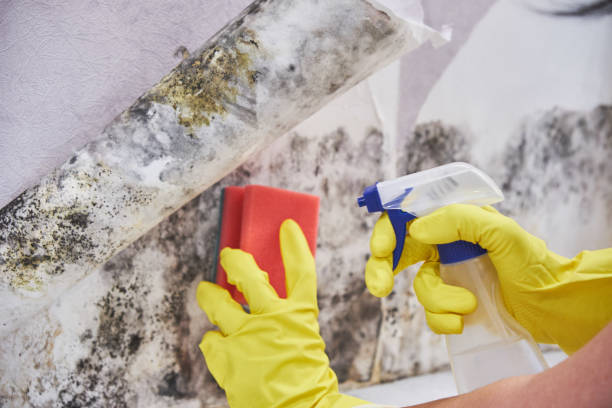 Best Attic Mold Removal in Bastrop, TX