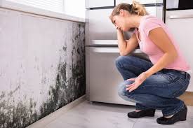 Why You Should Choose Our Mold Remediation Services in Bastrop, TX